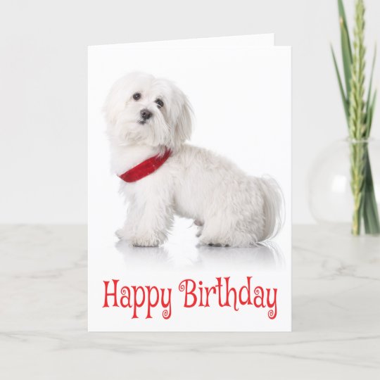 Carte Joyeux Anniversaire Bichon Frise Chien Rouge Et Bl Zazzle Ch