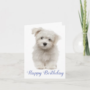 Carte Joyeux Anniversaire Blanc-Maltais Chien Bleu