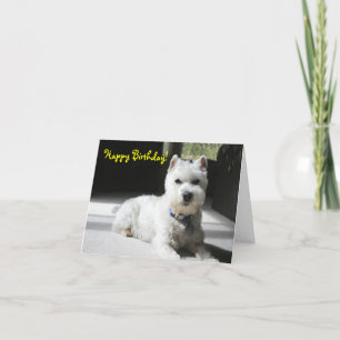 Carte Joyeux anniversaire, blanc, mini Schnauzer