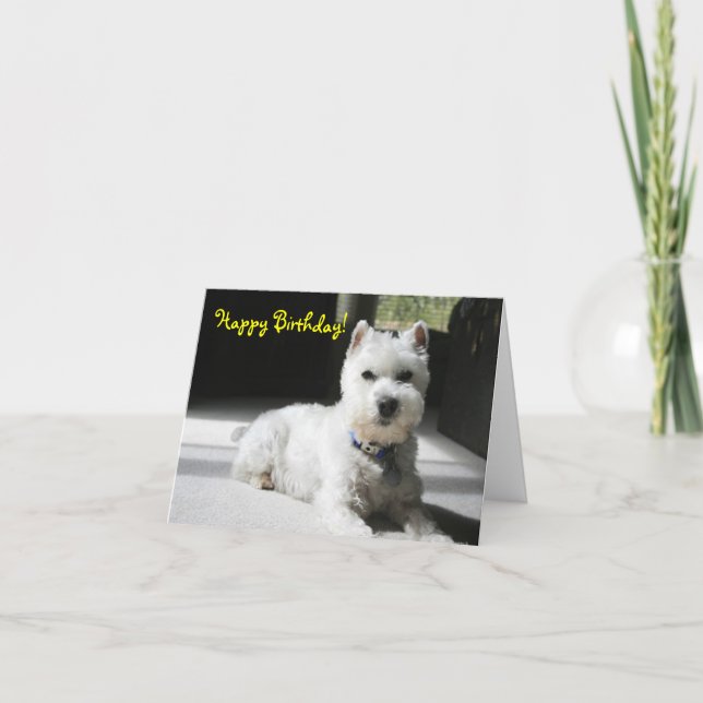 Carte Joyeux anniversaire, blanc, mini Schnauzer (Devant)