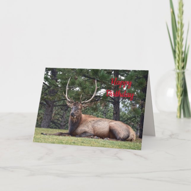 Carte Joyeux anniversaire, Bull Elk reposant (Devant)