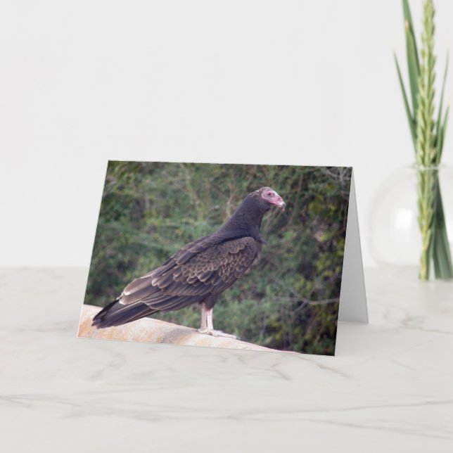 Carte Joyeux anniversaire - Buzzard (Devant)
