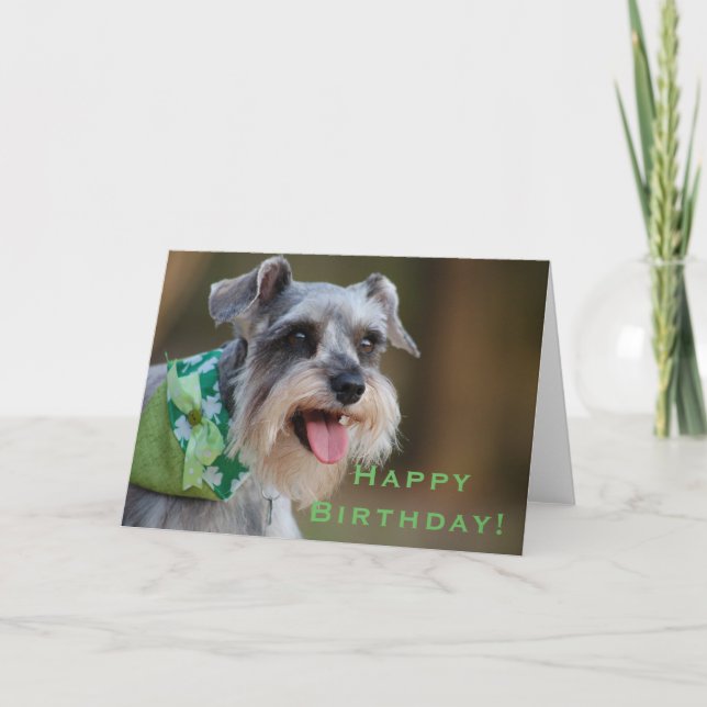 Carte Joyeux anniversaire chanceux de Schnauzer (Devant)
