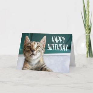 Carte Joyeux Anniversaire   Chaton Tabby Mignon