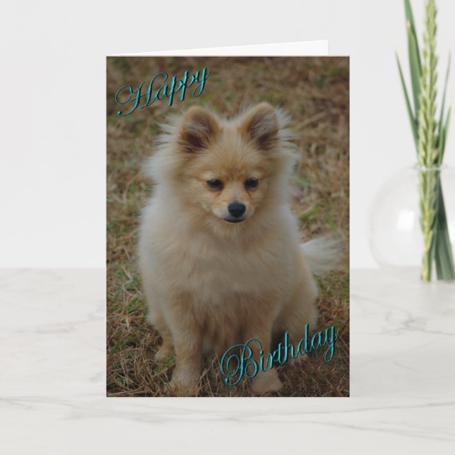 Carte Joyeux anniversaire Chien Poméranie voeux d'annive (Devant)