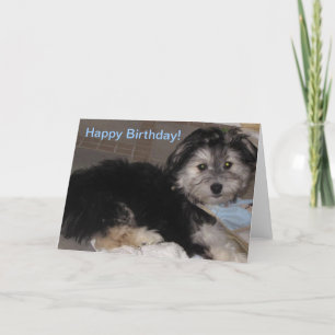 Carte Joyeux Anniversaire Chiot Secouru Havanais