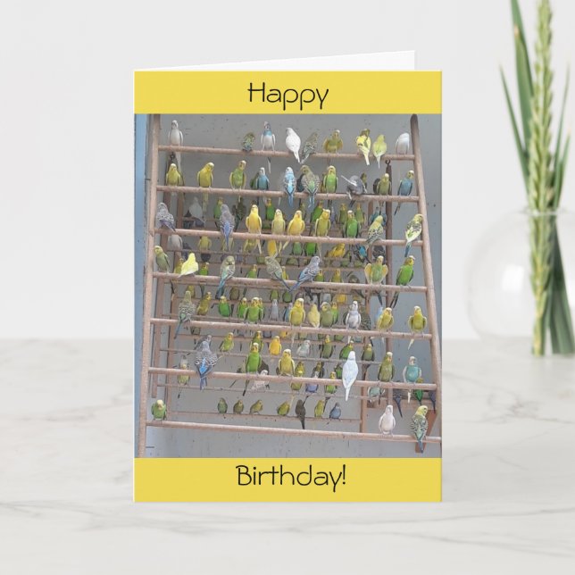 Carte Joyeux anniversaire de Parakeets All Us (Devant)