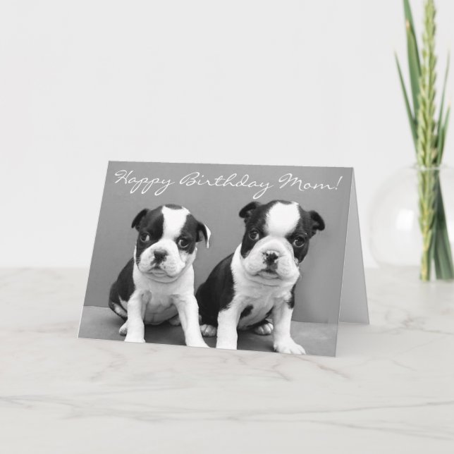 Carte Joyeux anniversaire Maman Boston Terrier Puppies c (Devant)