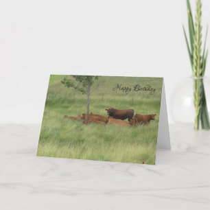 Carte Joyeux Anniversaire paisible Vaches de jour dans l
