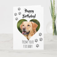 Joyeux Anniversaire Photo Chien Chat Animaux de co