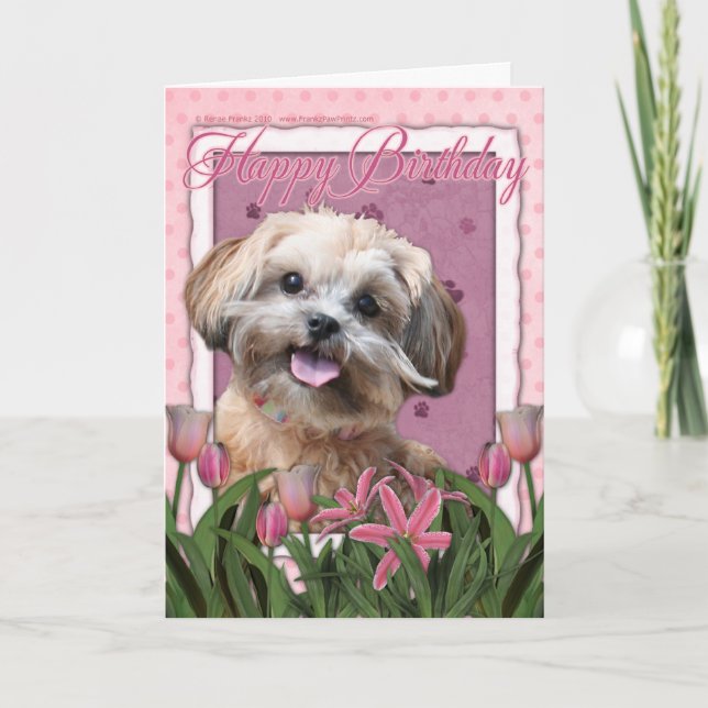 Carte Joyeux anniversaire - ShihPoo - Maggie (Devant)
