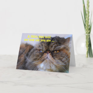 Carte Joyeux Humour d'anniversaire Calico Persian Kitty 