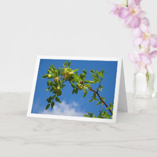 Carte Jujube Fruit sur arbre décidu