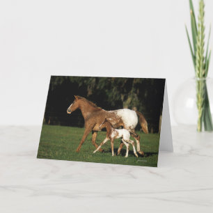 Carte Jument et poulain d'Appaloosa