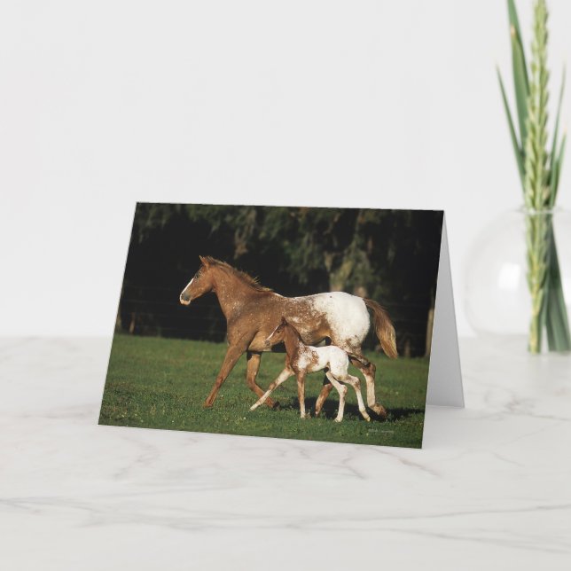 Carte Jument et poulain d'Appaloosa (Devant)
