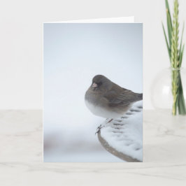 Carte Junco d'hiver