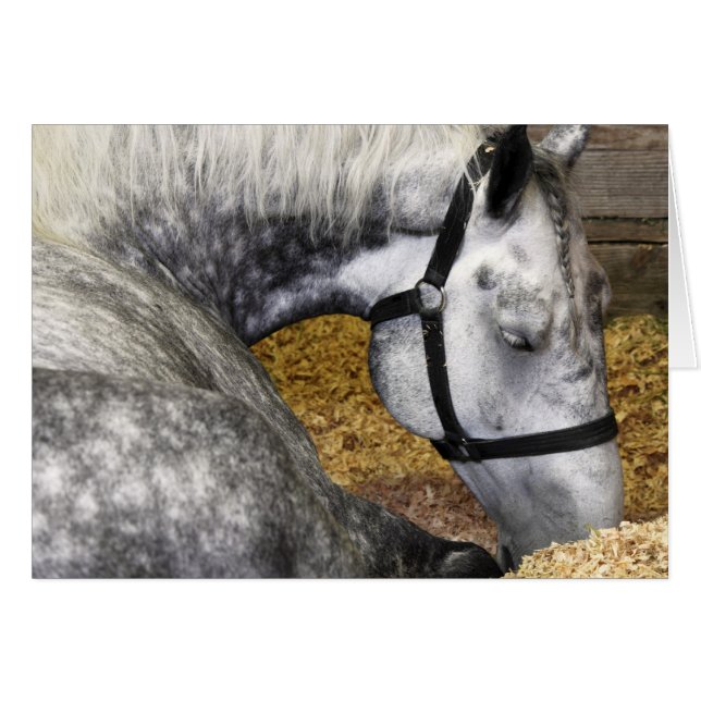 Carte juste du cheval 5x7 de Puyallup (Devant horizontal)