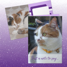 Juste une note pour dire 3 photos de chat violet