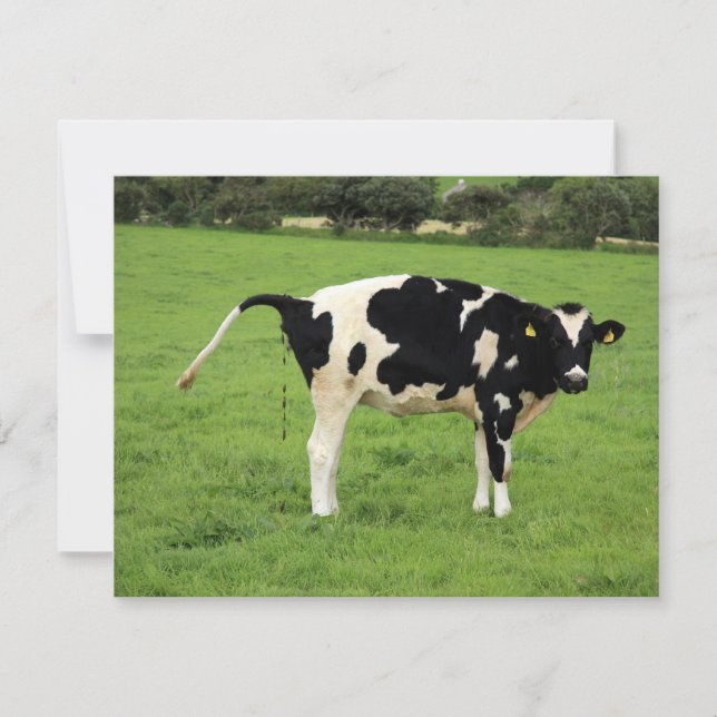 Carte kackende Kuh (Devant)