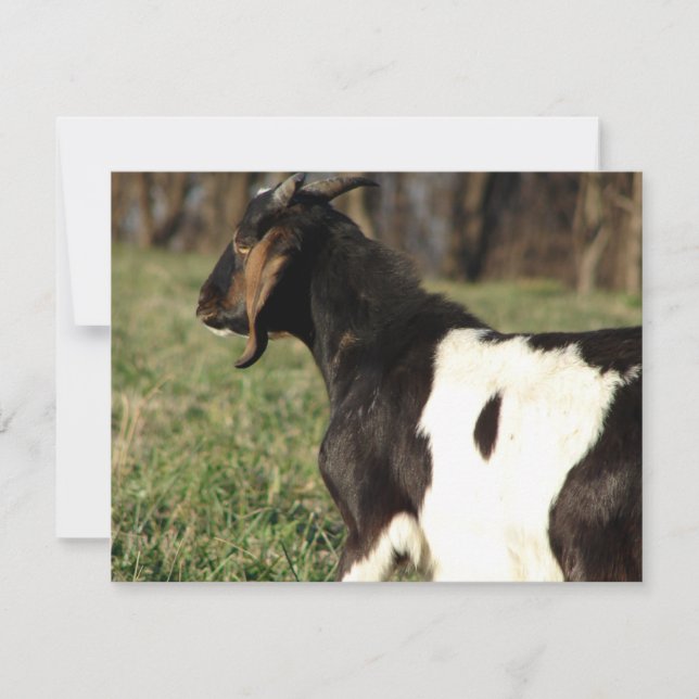 Carte Kalvin (Devant)