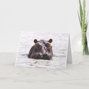 Carte Keeboko curieux (hippopotame)