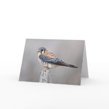 Kestrel américain