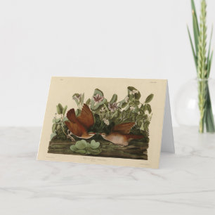 Carte Key-west Dove, Quail-Dove Audubon Birds of America