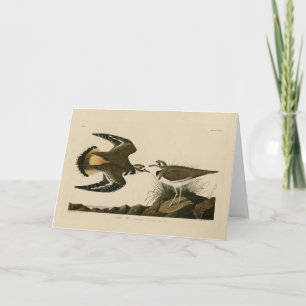 Carte Kildeer Plover (Killdeer) Audubon Birds of America
