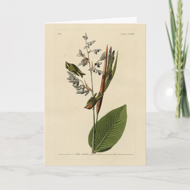 Carte Kinglet couronné d'or, les oiseaux d'Amérique d'Au (Devant)