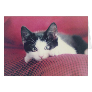 Carte Kitten