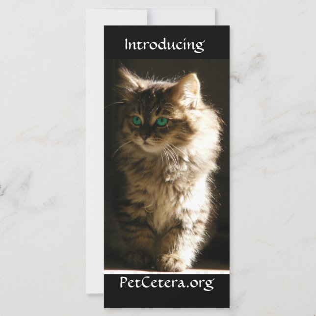 Carte Kitten (Devant)