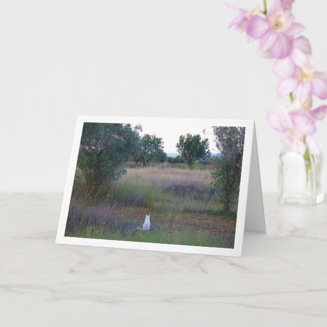 Carte Kitten blanc à Campo (Orchidée)