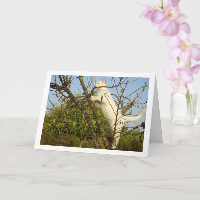 Carte Kitten blanc dans l'arbre aux amandes (Orchidée)