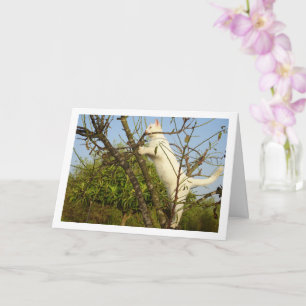 Carte Kitten blanc dans l'arbre aux amandes