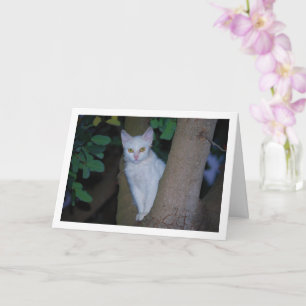 Carte Kitten blanc dans le portrait d'arbre