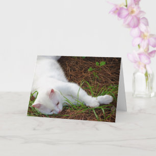 Carte Kitten blanc sur aiguilles de pin