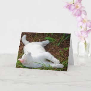 Carte Kitten blanc sur aiguilles de pin