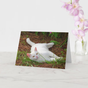 Carte Kitten blanc sur aiguilles de pin