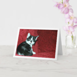 Carte Kitten noir et blanc sur canapé rouge