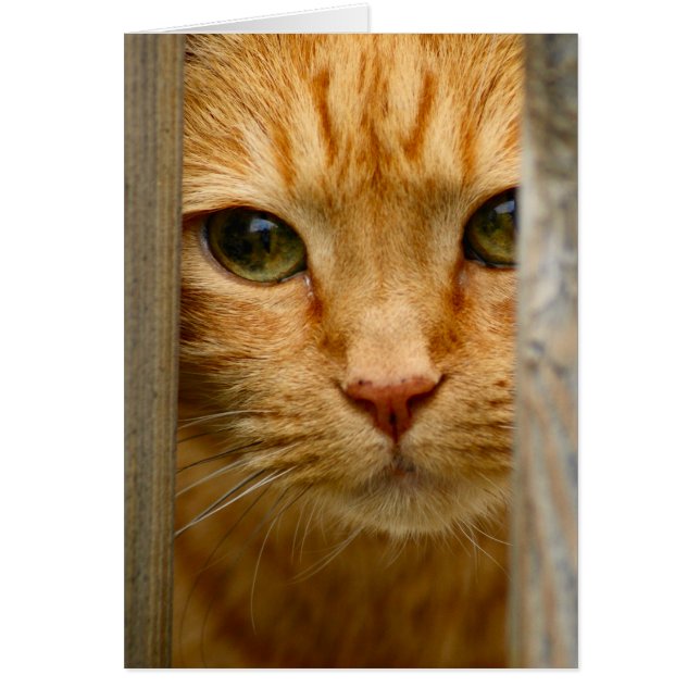 Carte Kitty (Devant)