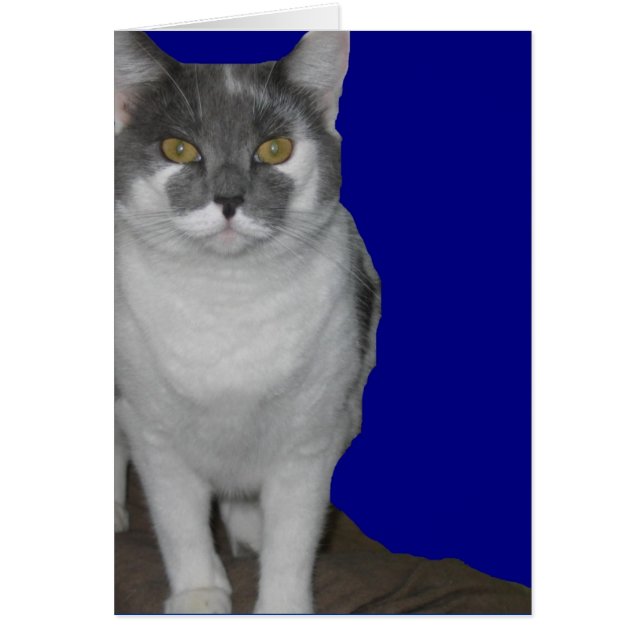 ~ Carte Kitty vide ~ (Devant)