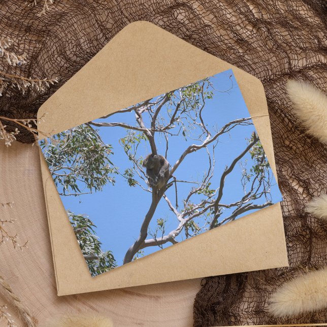 Carte Koala Nap (Créateur téléchargé)