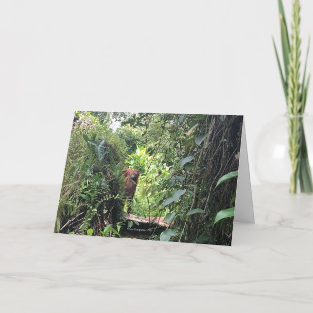 Carte Krista Orangutan explore Rainforest, Indonésie (Devant)