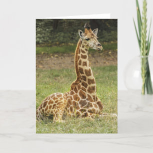Carte La faune de Giraffe