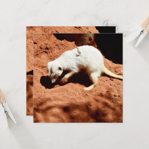 Carte La forêt de la nature : Blancs de Meerkat creuser 