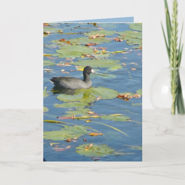 Carte La foulque maroule (Devant)