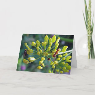 Carte La fourmi, la mouche et l'herbe