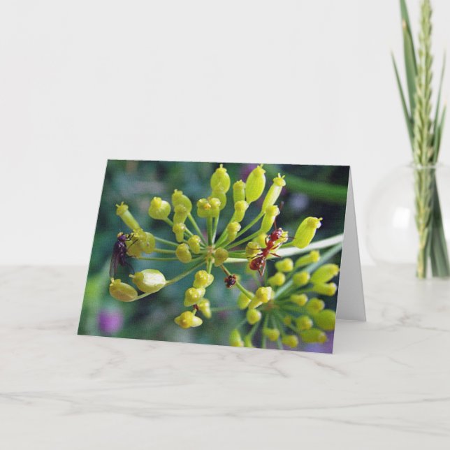 Carte La fourmi, la mouche et l'herbe (Devant)