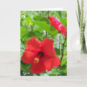 Carte La photo de la ketmie tropicale rouge fleurit sur