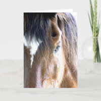 La photographie de près du visage de cheval de l'â